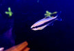 Königssalmler - Inpaichthys kerri aqua-teck