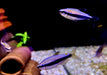 Königssalmler - Inpaichthys kerri aqua-teck