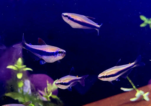 Königssalmler - Inpaichthys kerri aqua-teck