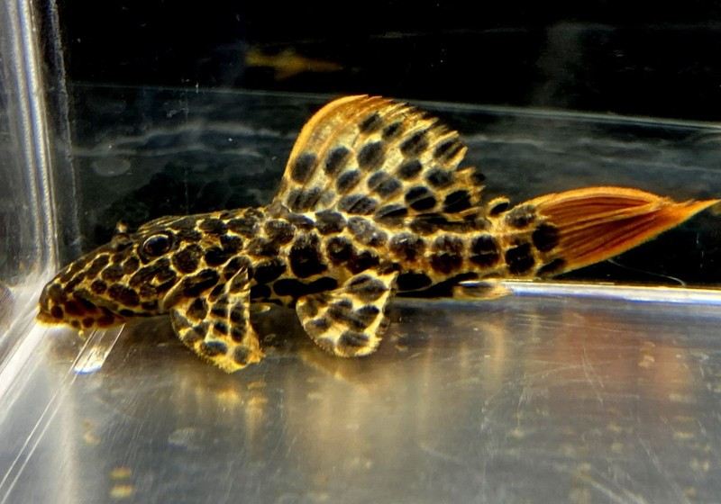 L114 Leopard Kaktuswels (L) - Pseudacanthicus cf. Leopardus