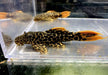 L114 Leopard Kaktuswels (L) - Pseudacanthicus cf. Leopardus