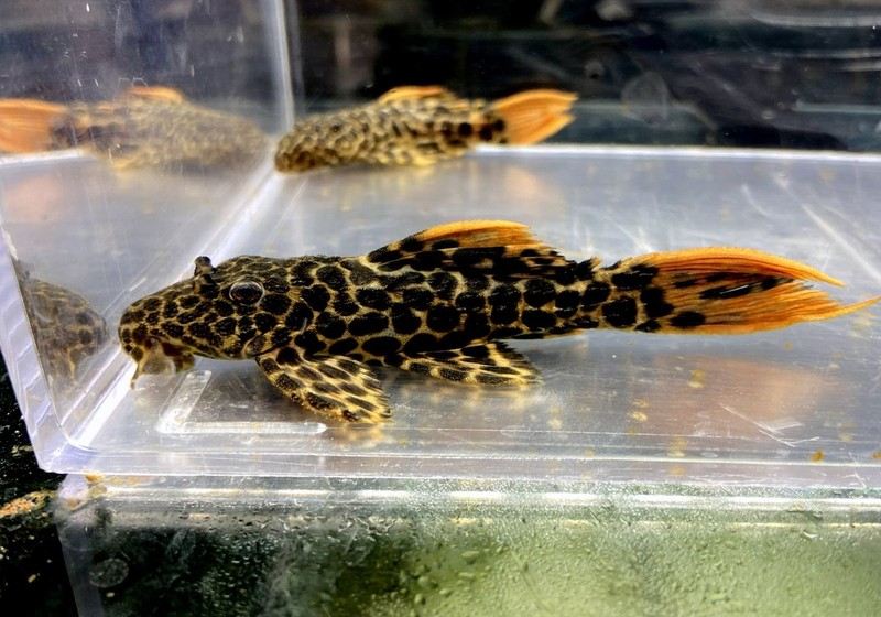 L114 Leopard Kaktuswels (L) - Pseudacanthicus cf. Leopardus