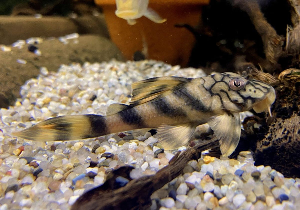 L121 / L135 Wurmlinien Zwergschilderwels - Peckoltia braueri - L121 / L135