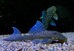 L128 Blauer Phantomwels - Hemiancistrus spec. L128