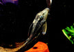 zzz L137 Cochliodon soniae - Blauaugen-Bruno / Blauaugen-Cochliodonwels aqua-teck