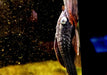 zzz L137 Cochliodon soniae - Blauaugen-Bruno / Blauaugen-Cochliodonwels aqua-teck