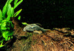 zzz L137 Cochliodon soniae - Blauaugen-Bruno / Blauaugen-Cochliodonwels aqua-teck