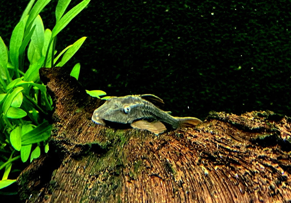 zzz L137 Cochliodon soniae - Blauaugen-Bruno / Blauaugen-Cochliodonwels aqua-teck
