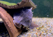 L137 Panaque sp. Bruno
Red fin Bruno  Cochliodonwels