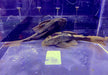 L137 Panaque sp. Bruno
Red fin Bruno  Cochliodonwels