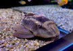 L137 Panaque sp. Bruno
Red fin Bruno  Cochliodonwels