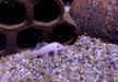 L144 Antennenwels White - Ancistrus sp.