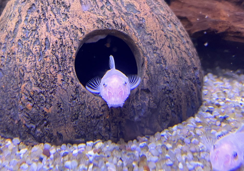 L144 Antennenwels White - Ancistrus sp.