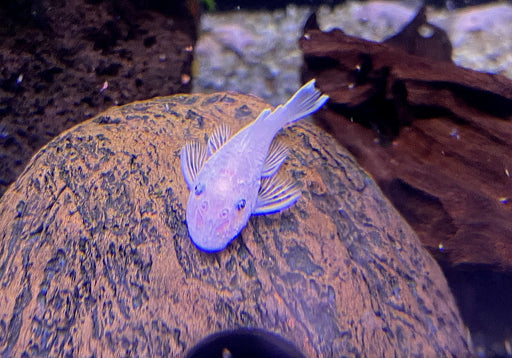 L144 Antennenwels White - Ancistrus sp.