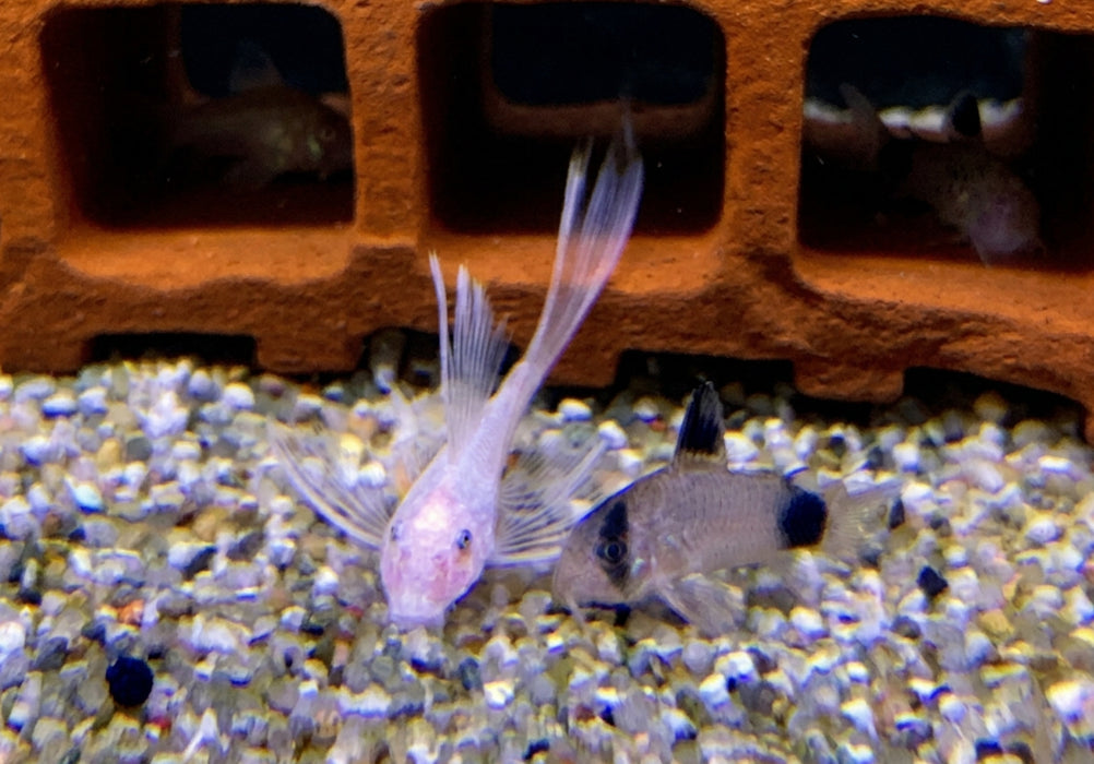 Wieder da - L144 Schleier Antennenwels "Snow White black eye" - Ancistrus sp.