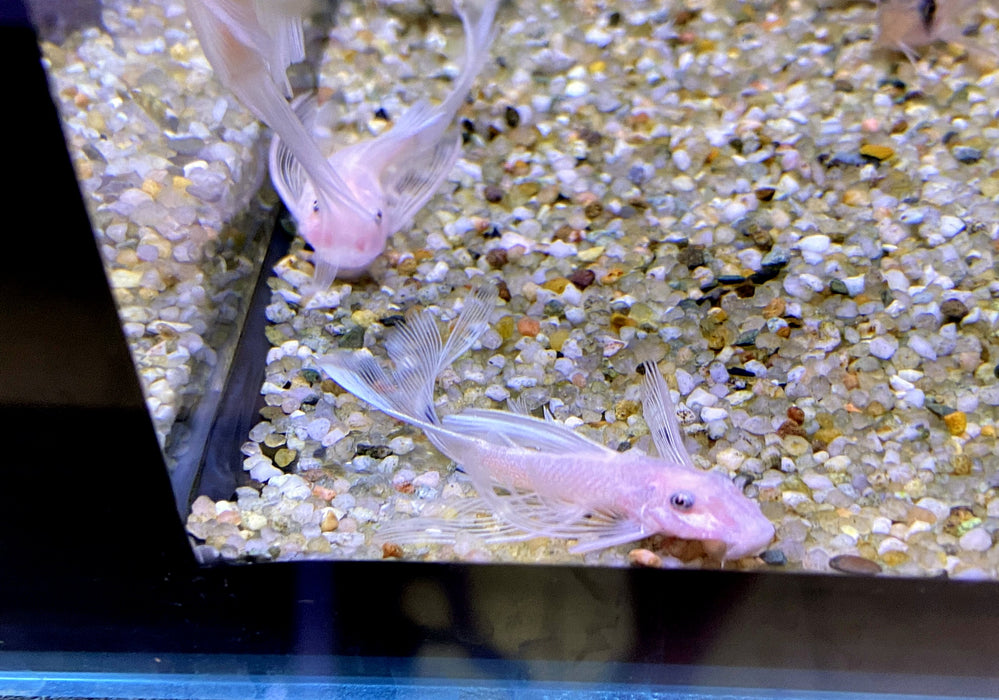 Wieder da - L144 Schleier Antennenwels "Snow White black eye" - Ancistrus sp.