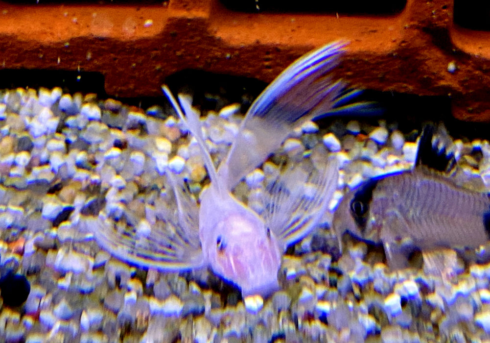 Wieder da - L144 Schleier Antennenwels "Snow White black eye" - Ancistrus sp.