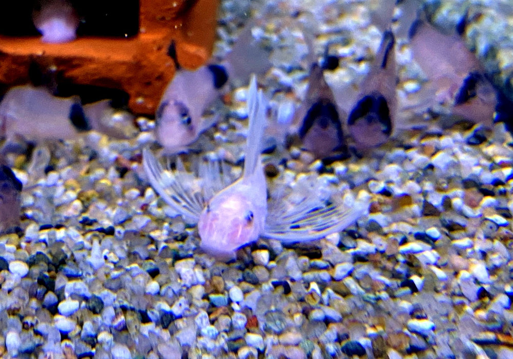Wieder da - L144 Schleier Antennenwels "Snow White black eye" - Ancistrus sp.