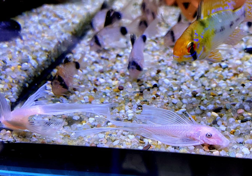 Wieder da - L144 Schleier Antennenwels "Snow White black eye" - Ancistrus sp.