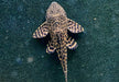 L165 Wabenschilderwels Gr. L 8-10cm - Pterygoplichthys gibbiceps aqua-teck