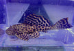 L165 Wabenschilderwels Gr. L 8-10cm - Pterygoplichthys gibbiceps aqua-teck