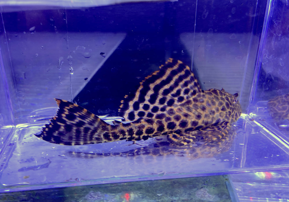 L165 Wabenschilderwels Gr. L 8-10cm - Pterygoplichthys gibbiceps aqua-teck