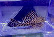L165 Wabenschilderwels Gr. L 8-10cm - Pterygoplichthys gibbiceps aqua-teck