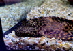 L165 Wabenschilderwels Gr. L 8-10cm - Pterygoplichthys gibbiceps aqua-teck
