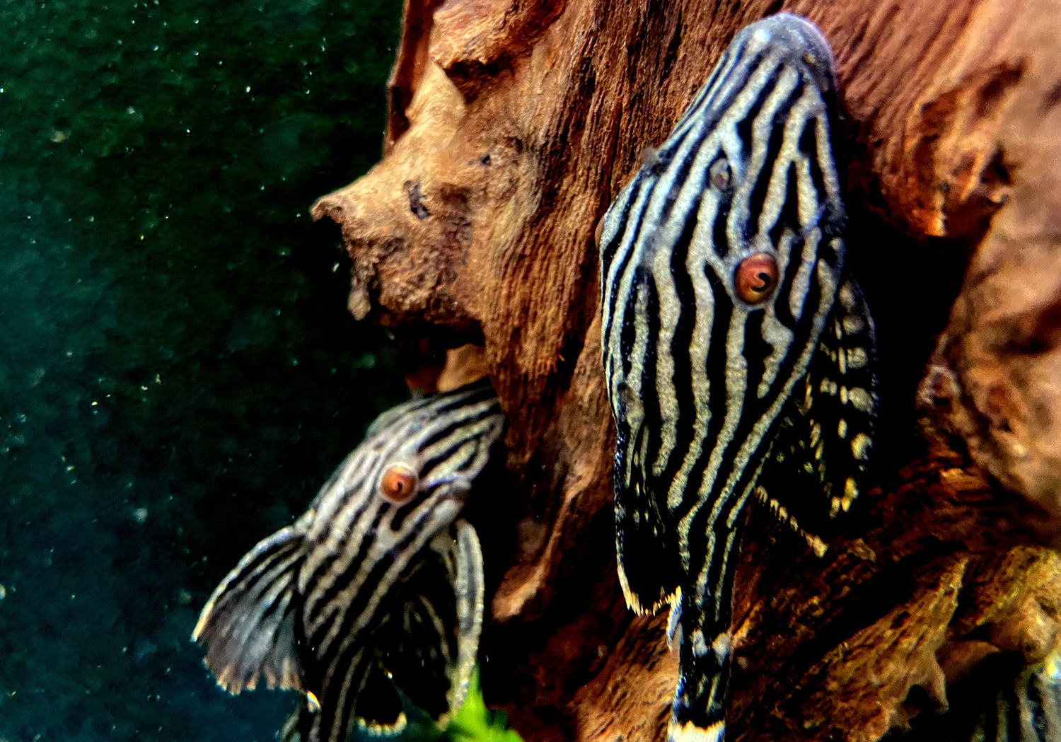 AQUA TECK: Schönes & Nützliches für Ihr Aquarium