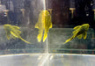 L200 Gelber Phantomwels Low fin - Hemiancistrus subviridis