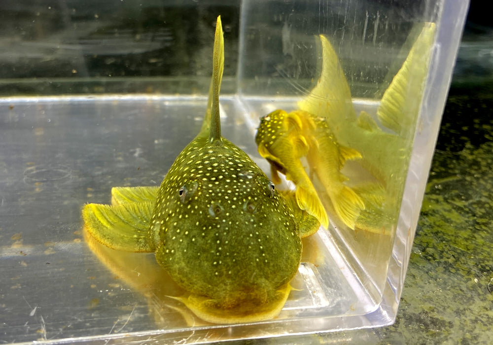 L200 Gelber Phantomwels Low fin - Hemiancistrus subviridis