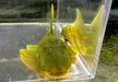 L200 Gelber Phantomwels Low fin - Hemiancistrus subviridis