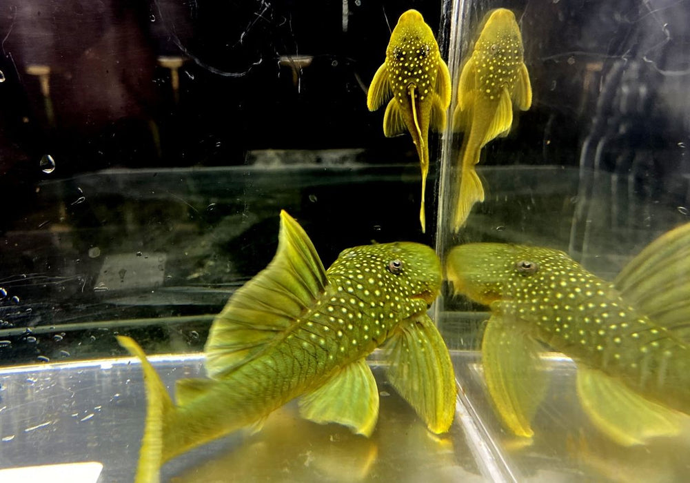 L200 Gelber Phantomwels Low fin - Hemiancistrus subviridis