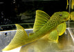 L200 Gelber Phantomwels Low fin - Hemiancistrus subviridis