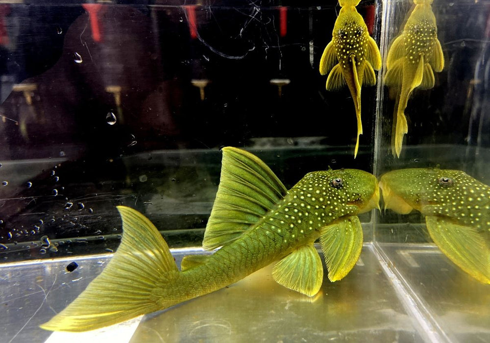 L200 Gelber Phantomwels Low fin - Hemiancistrus subviridis