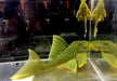 L200 Gelber Phantomwels Low fin - Hemiancistrus subviridis