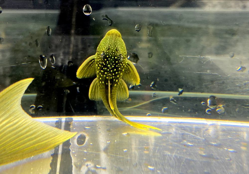L200 Gelber Phantomwels Low fin - Hemiancistrus subviridis