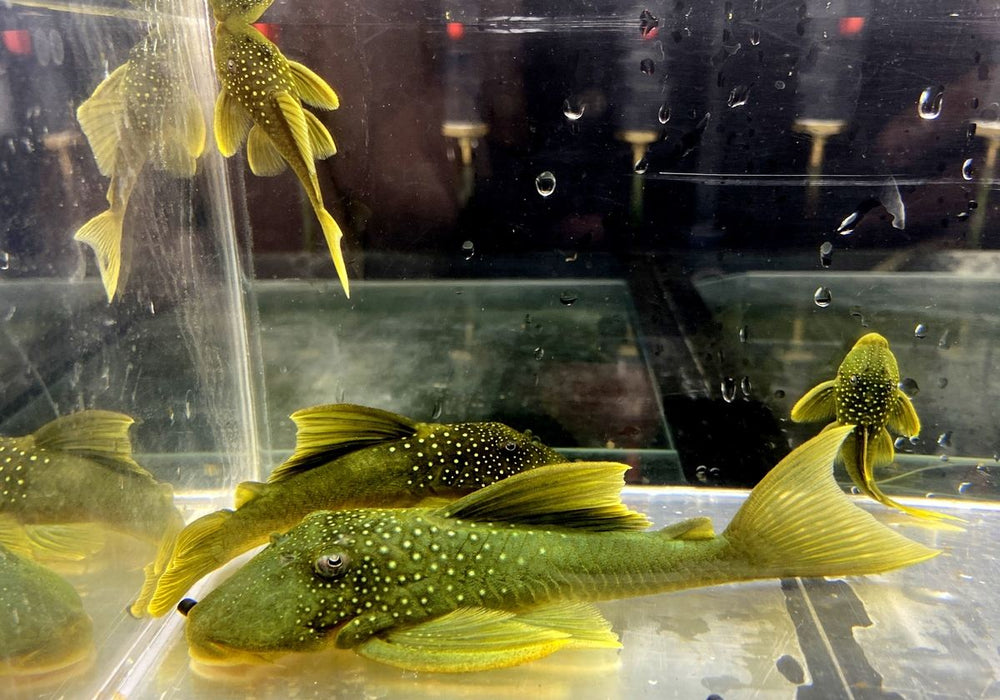 L200 Gelber Phantomwels Low fin - Hemiancistrus subviridis
