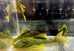L200 Gelber Phantomwels Low fin - Hemiancistrus subviridis