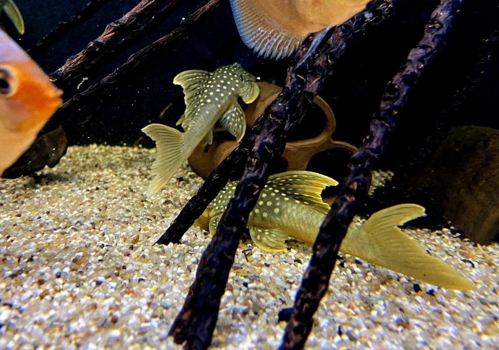 L200a Gelber Phantomwels High fin - Baryancistrus demantoides aqua-teck