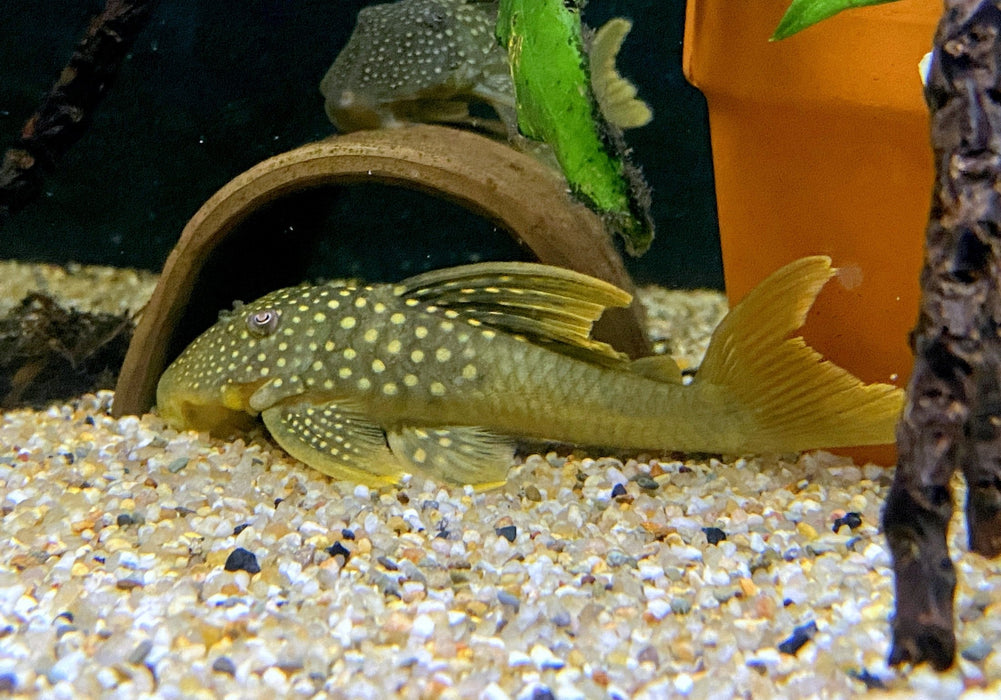 L200a Gelber Phantomwels High fin - Baryancistrus demantoides aqua-teck
