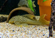 L200a Gelber Phantomwels High fin - Baryancistrus demantoides aqua-teck