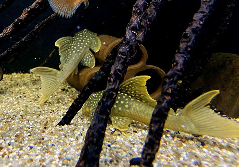 L200a Gelber Phantomwels High fin - Baryancistrus demantoides aqua-teck