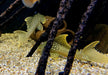 L200a Gelber Phantomwels High fin - Baryancistrus demantoides aqua-teck