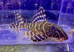 XL - L204 Ringelsockenwels - Panaqolus albivermis aqua-teck