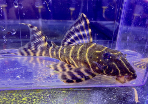 XL - L204 Ringelsockenwels - Panaqolus albivermis aqua-teck