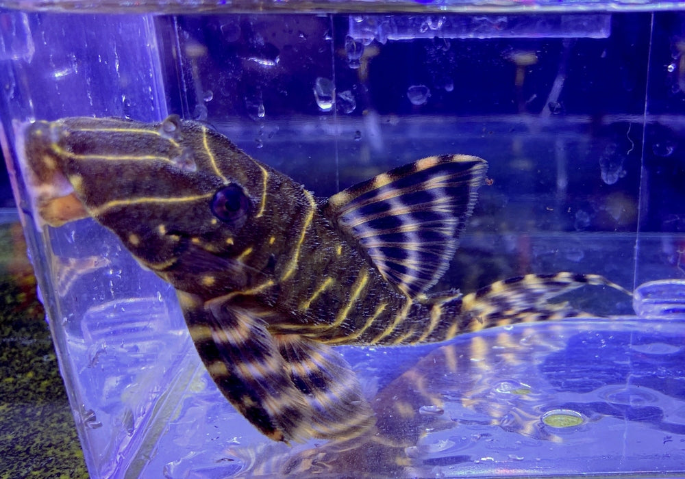 XL - L204 Ringelsockenwels - Panaqolus albivermis aqua-teck