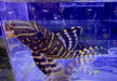 XL - L204 Ringelsockenwels - Panaqolus albivermis aqua-teck