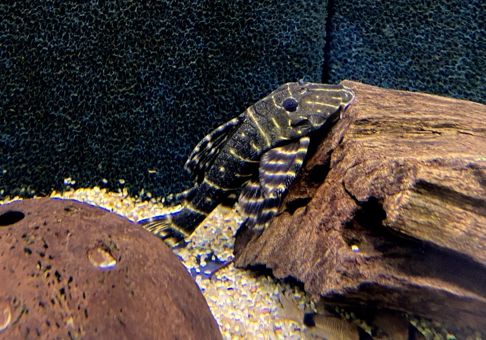 XL - L204 Ringelsockenwels - Panaqolus albivermis aqua-teck