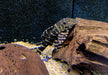 XL - L204 Ringelsockenwels - Panaqolus albivermis aqua-teck